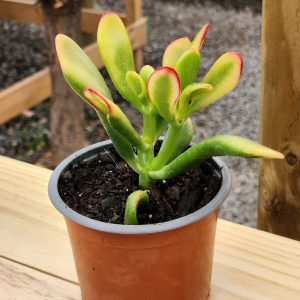 Crassula Ovata Tricolor