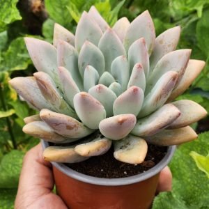 Graptoveria Opalina