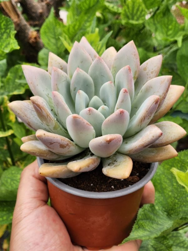 Graptoveria Opalina - Imagen 2