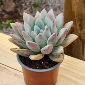 Graptoveria Opalina