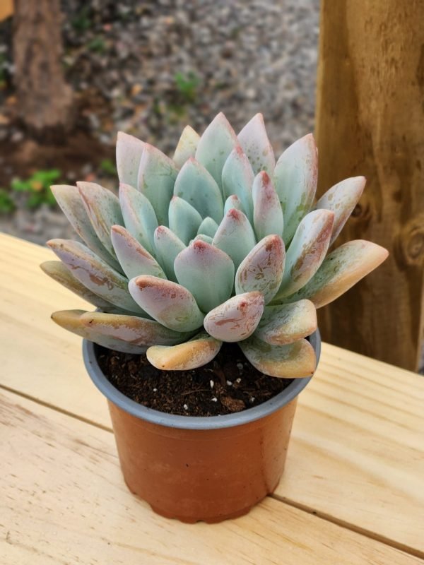 Graptoveria Opalina