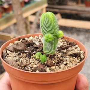Crassula quadrangularis