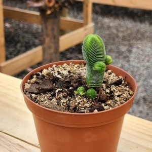 Crassula quadrangularis