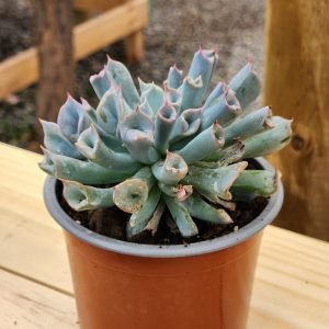 Echeveria Trumpet Ice - Pig Noise