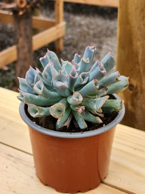 Echeveria Trumpet Ice - Pig Noise