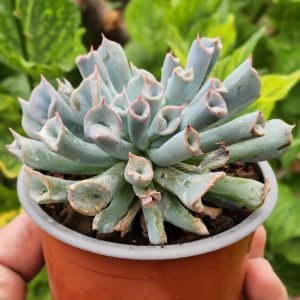 Echeveria Trumpet Ice - Pig Noise
