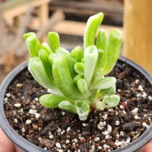 Crassula Ovata Gollum Variegada