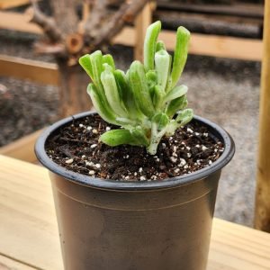 Crassula Ovata Gollum Variegada
