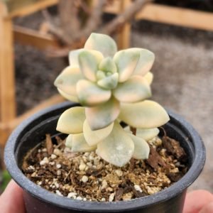 Graptoveria Victor Kane Variegada