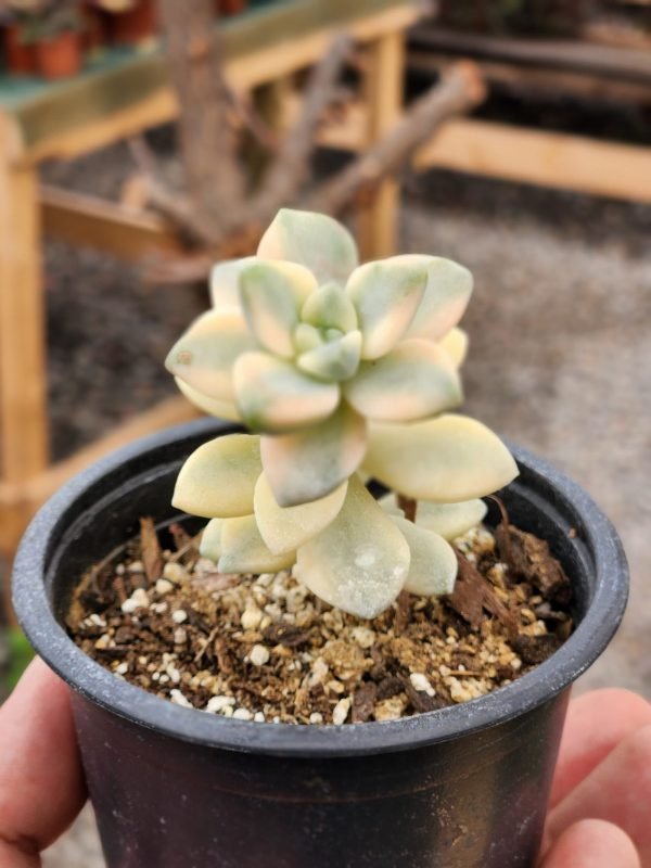 Graptoveria Victor Kane Variegada - Imagen 2