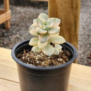 Graptoveria Victor Kane Variegada