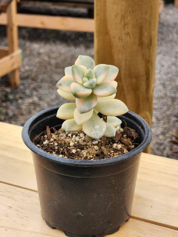 Graptoveria Victor Kane Variegada
