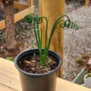 Albuca Spiralis