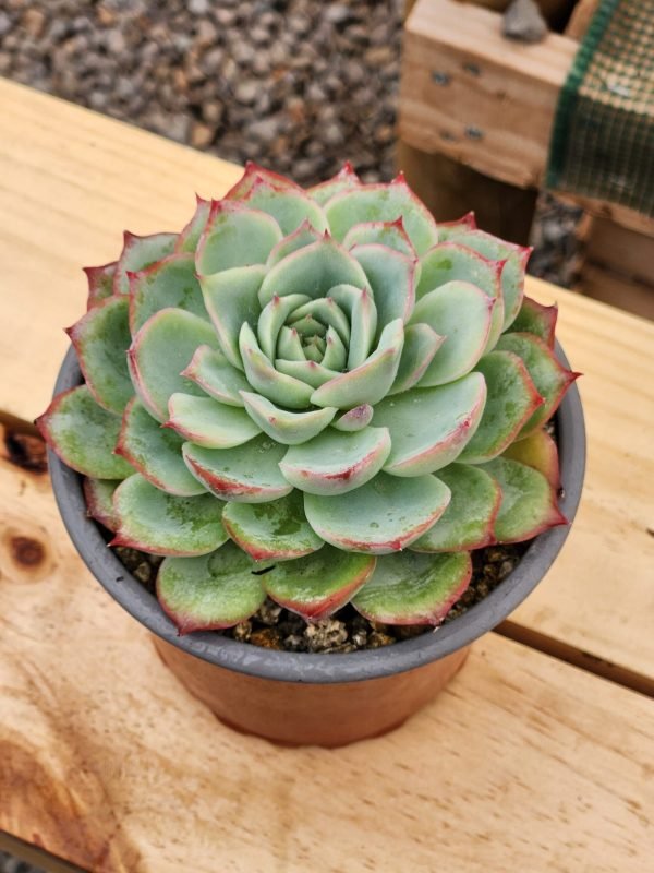 Echeveria Silhouette - Imagen 2