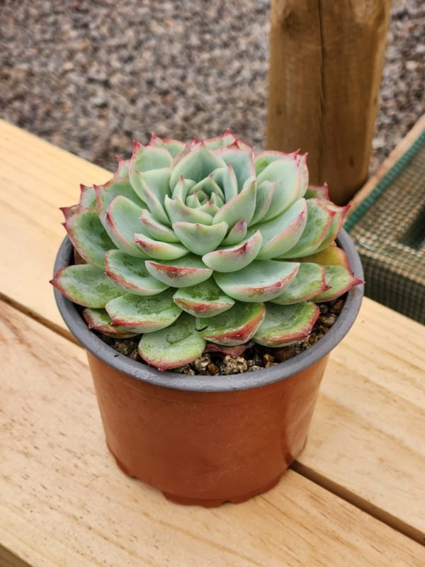 Echeveria Silhouette