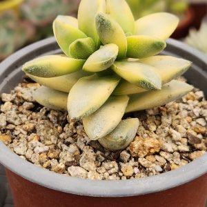 Crassula Springtime Variegada