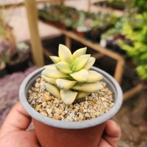 Crassula Springtime Variegada