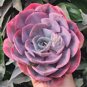 Echeveria Dusty Rose