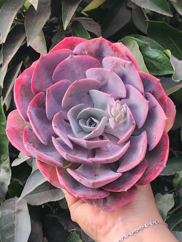 Echeveria Dusty Rose