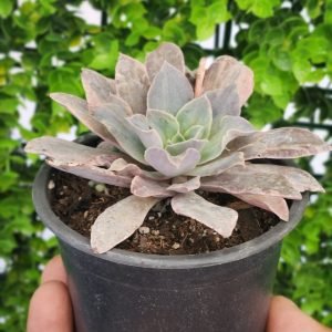 Echeveria Rippling Waters Variegada
