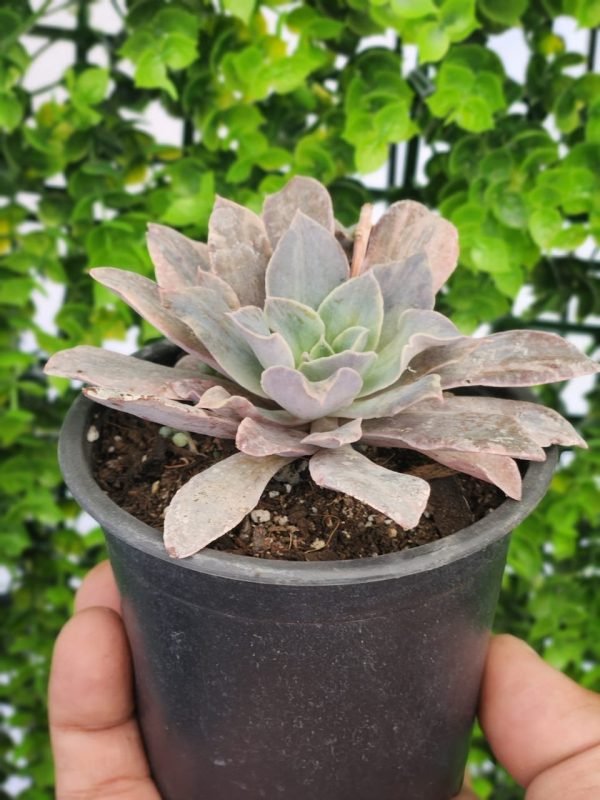 Echeveria Rippling Waters Variegada