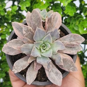 Echeveria Rippling Waters Variegada