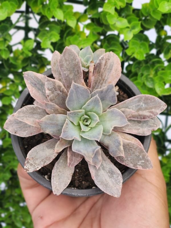 Echeveria Rippling Waters Variegada - Imagen 2