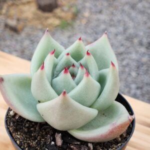 Echeveria Agavoides La Virgin