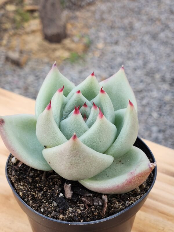 Echeveria Agavoides La Virgin - Imagen 2