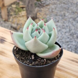 Echeveria Agavoides La Virgin
