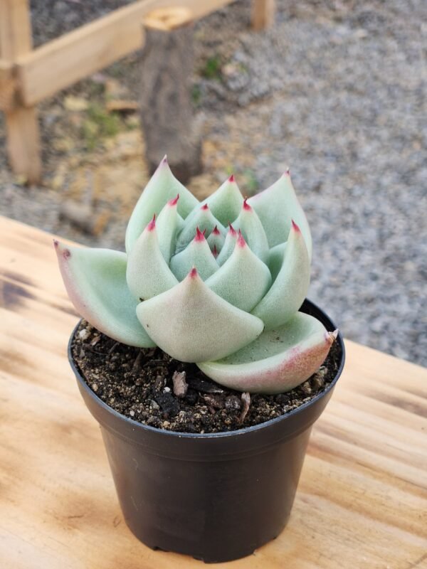 Echeveria Agavoides La Virgin