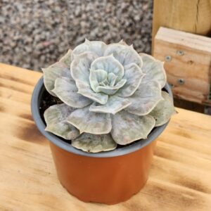 Echeveria Marble