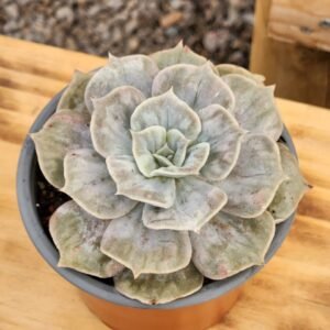 Echeveria Marble