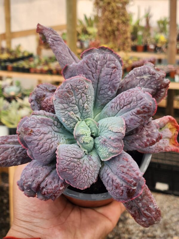 Echeveria Linguas - Suculenta - Imagen 3