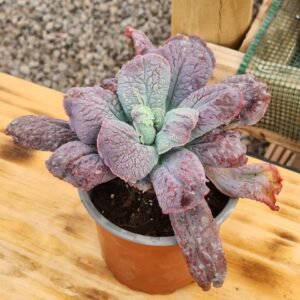 Echeveria Linguas - Suculenta