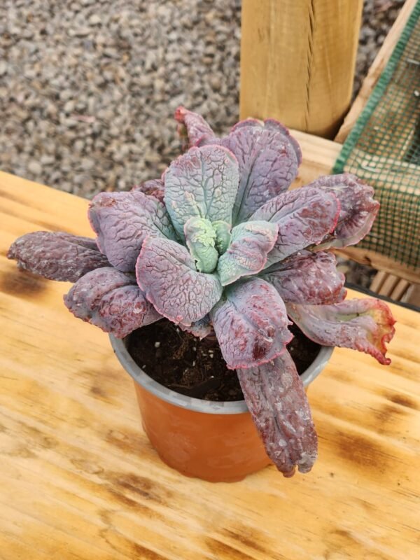 Echeveria Linguas - Suculenta