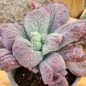 Echeveria Linguas - Suculenta