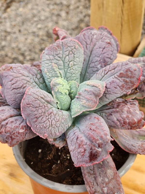 Echeveria Linguas - Suculenta - Imagen 2