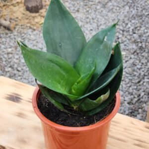 Sansevieria Hahiini/Compacta Jade