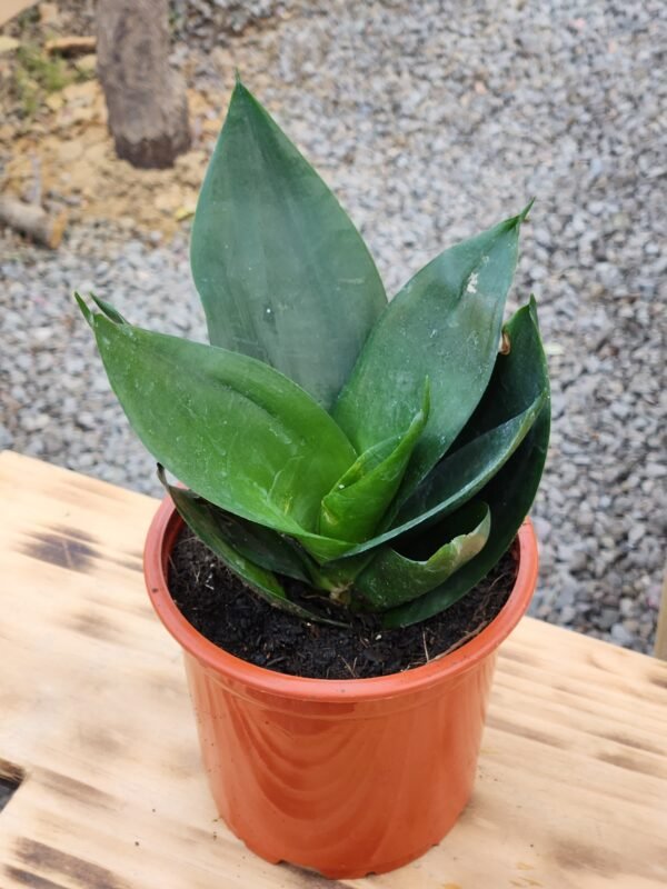 Sansevieria Hahiini/Compacta Jade - Imagen 2