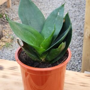 Sansevieria Hahiini/Compacta Jade