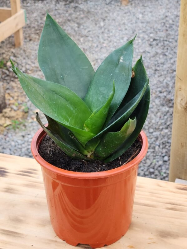 Sansevieria Hahiini/Compacta Jade