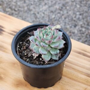 Echeveria Sierra