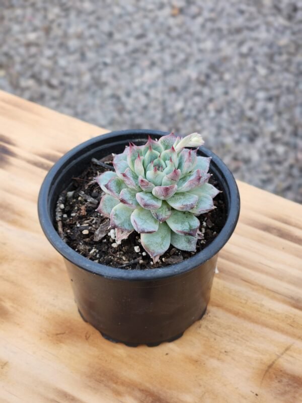 Echeveria Sierra