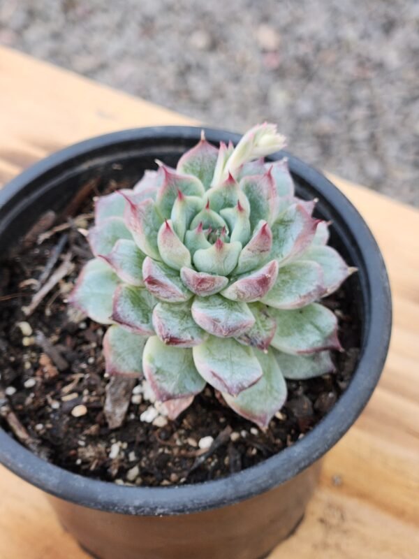Echeveria Sierra - Imagen 2