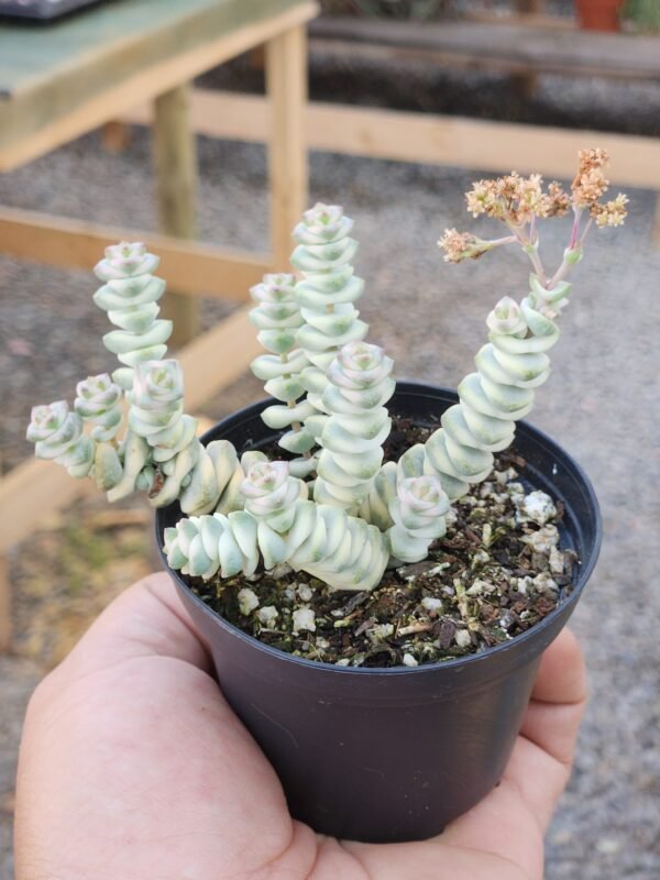 Crassula Baby Necklace Variegata - Imagen 3