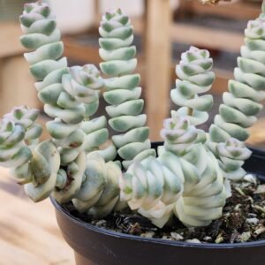 Crassula Baby Necklace Variegata