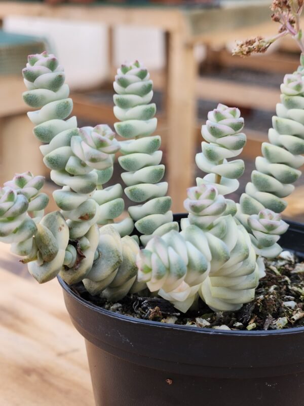 Crassula Baby Necklace Variegata - Imagen 2