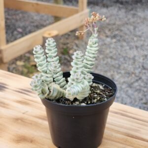 Crassula Baby Necklace Variegata