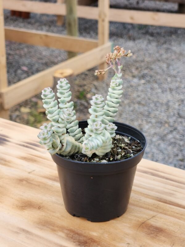 Crassula Baby Necklace Variegata